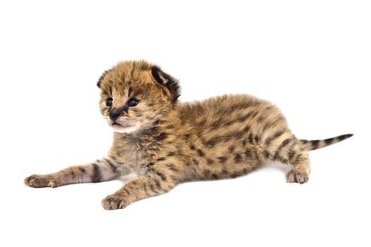 baby serval isolated on white background