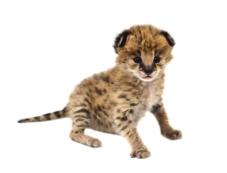 baby serval isolated on white background