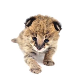 baby serval isolated on white background