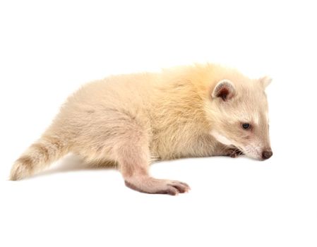 baby albino raccoon isolated on white background