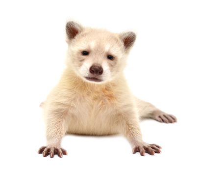baby albino raccoon isolated on white background