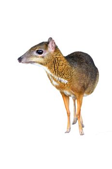 lesser mouse deer isolated on white background