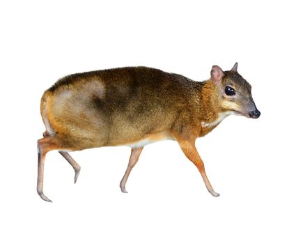 lesser mouse deer isolated on white background