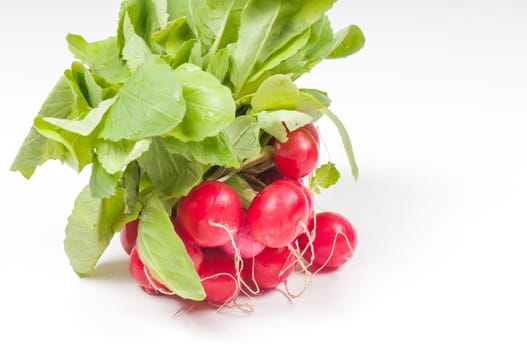 Bunch of fresh radish on light backdround