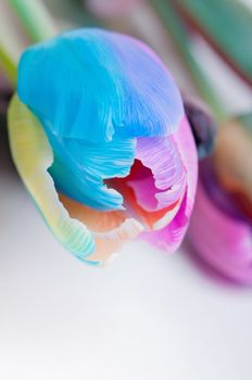 Vertical shoot of unusual multi colored tulip, macro