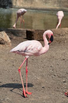 Beautiful pink flamingo in the ground, near pond