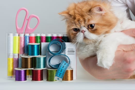 Coils with color threads, sewing needles, scissors, sartorial centimeter and muzzle of a fluffy red kitten