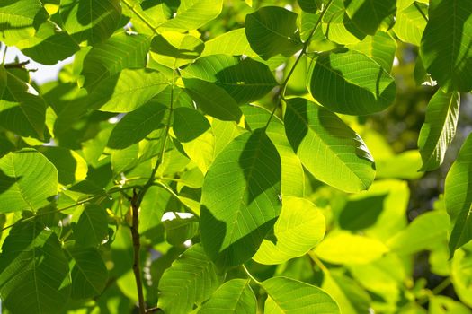 Green leaves of a tree