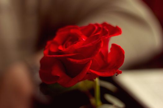 Red rose on a table in a cafe