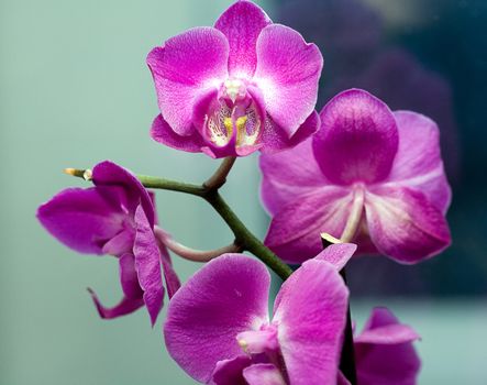 Pink orchid phalaenopsis closeup