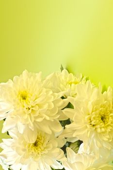 Bouquet of beautiful chrysanthemums on white background