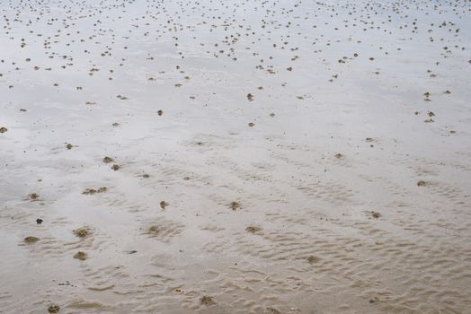 Wadden Sea background at low tide with lots of lugworm sand casts