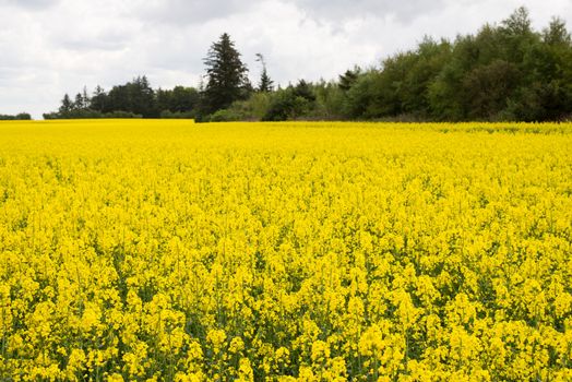 Field of blooming yellow rape plants in spring