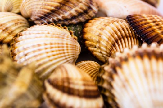 Closeup collection of different seashells