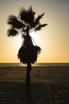 silhouette of a palm tree against a pacific ocean sunset