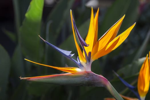 close up of a bird of paradise flower in nature
