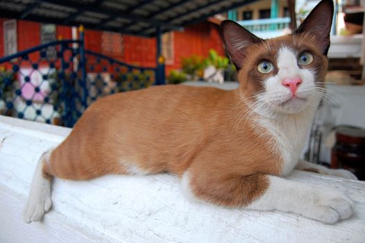 Brown white cat at yard, Bangkok, Thailand