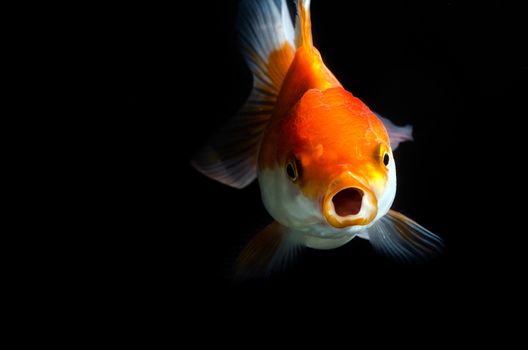 Gold fish on Isolation on  a black background 