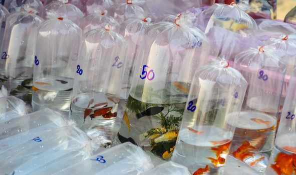 fishes sold in plastic bags in a pet market in Sunday Market ,Bangkok,Thailand