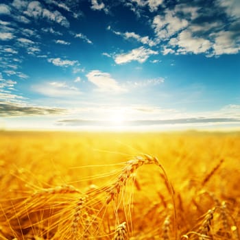 field with golden harvest and sunset. soft focus