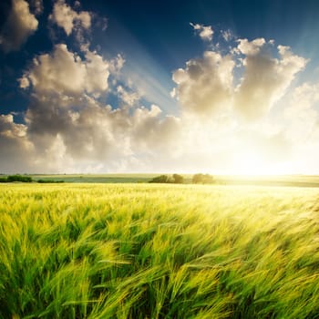 sunset over green field with barley