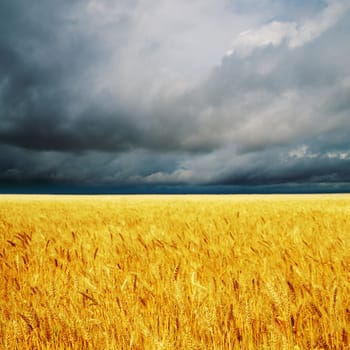 dark clouds over field with barley. rain before