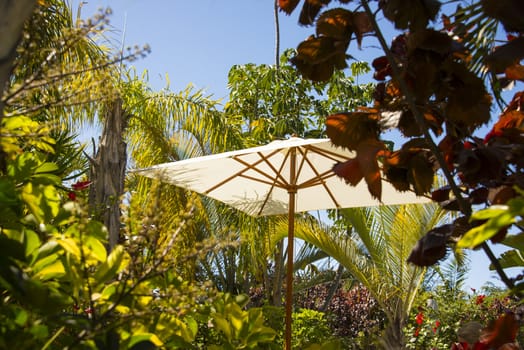 A parasol hidden in a tropic park