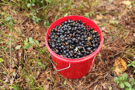 The Full bucket of a fresh  blueberries