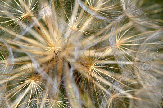 dandelion close up nature background