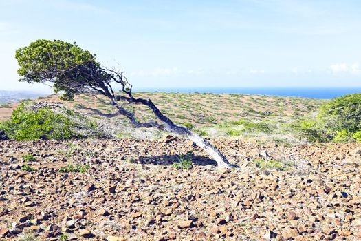 Dividivi tree on Aruba