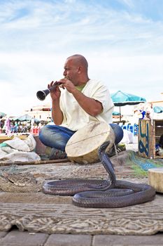 MARRAKESH, MOROCCO - OCTOBER 23 2013: Snake charmer cobra dancing at famous Marrakesh square Djemaa el Fna on October 23, 2013 in Marrakesh, Morocco