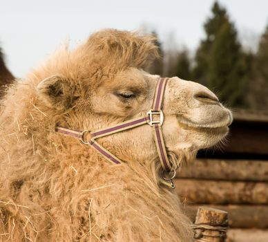 Portrait of a camel close up shot.