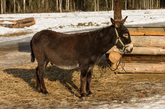 Portrait of a donkey shot sunny winter day.