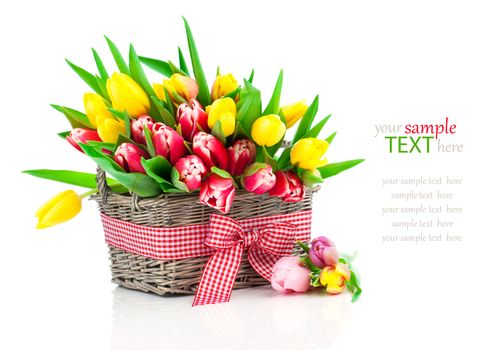 spring tulips in wooden basket, on white background. happy mothers day, romantic still life, fresh flowers