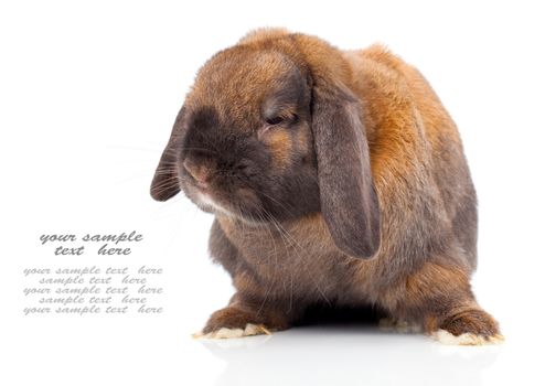rabbit isolated on a white background