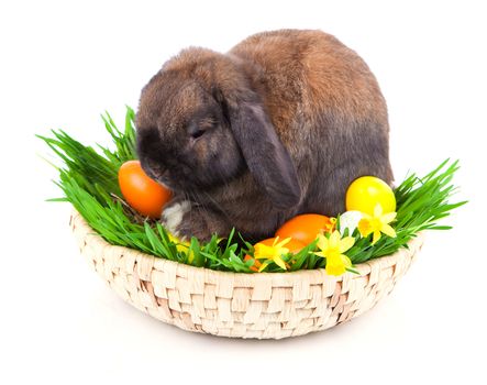 rabbit in a basket with Easter eggs, on a white background