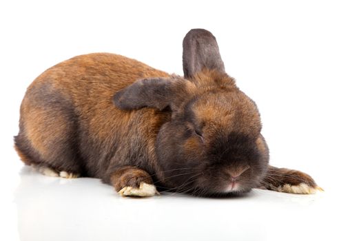 rabbit isolated on a white background