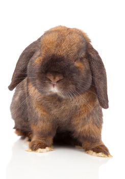 rabbit isolated on a white background