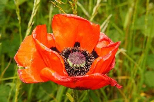 red poppy close-up