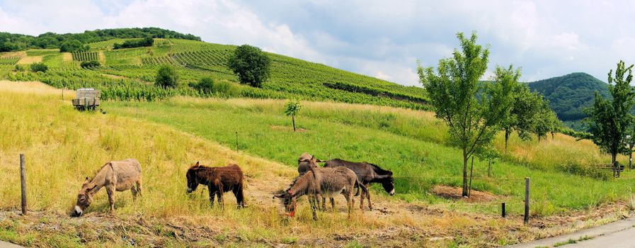 Donkeys in the pasture panorama