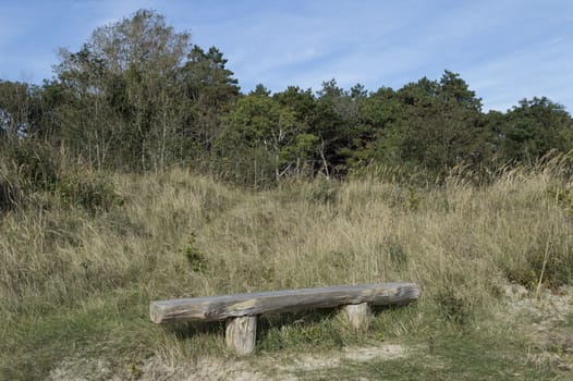 handmade bench from tree in the nature with forest as background