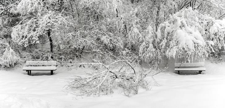 Benches in the snowy forest, Regional Park of Campo dei Fiori Varese - Italy