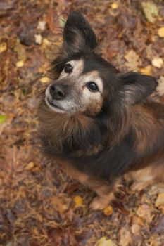 Cute sitting dog in the autumn forest