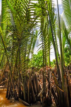 A woman with palm leaf conical hat rowing at Tra Su Natural Reserve in Mekong Delta, An Giang, Vietnam