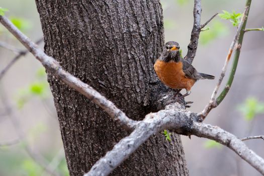 American Robin perched in a tree looking attentive.