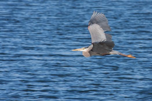 Great Blue Heron in Flight over a lake