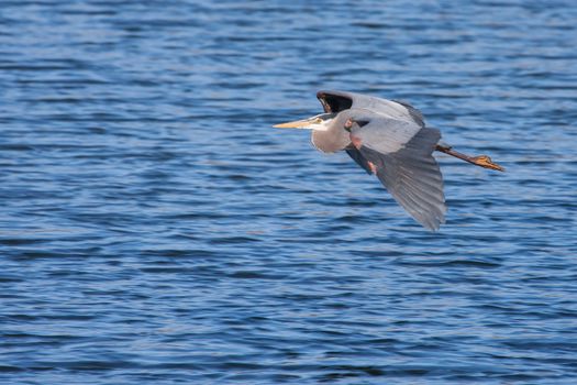 Great Blue Heron in Flight over a lake