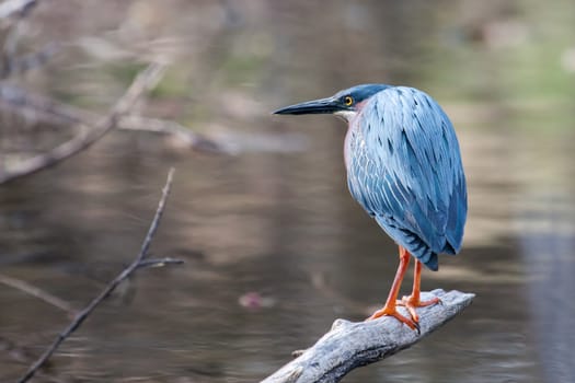 Green Heron (Butorides virescens) perched on a log