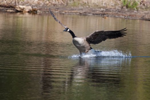 Canadian geese landing in the water on a lake
