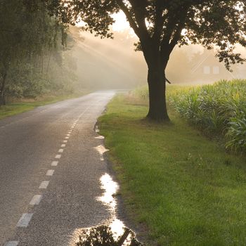 Dutch country road and farm in early morning sun after the rain - square